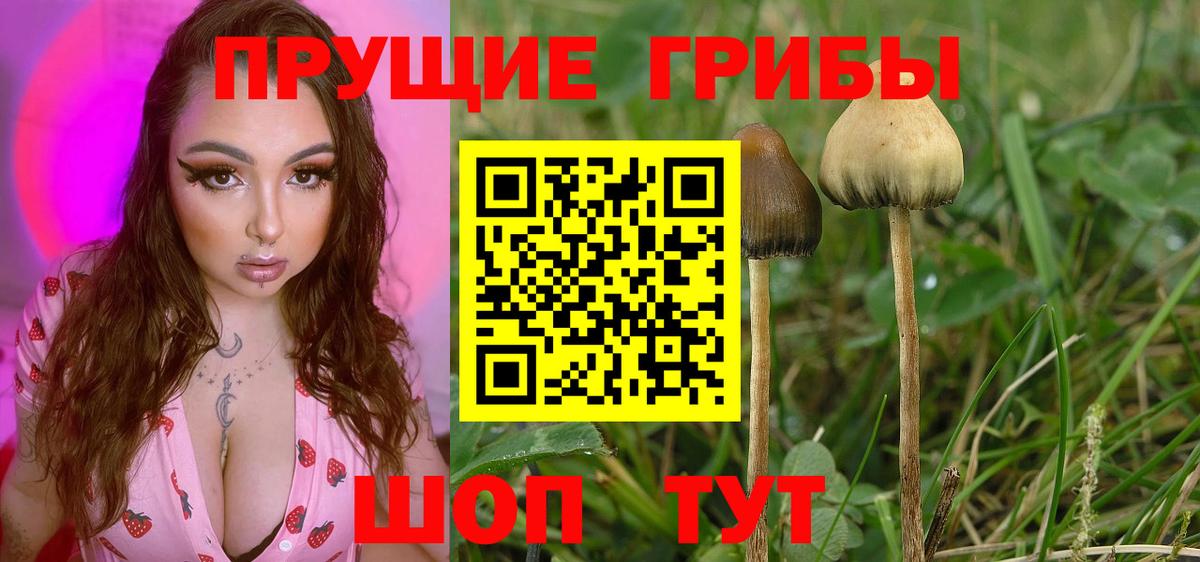 Псилоцибиновые грибы Psilocybe  закладки  Салават  Вход с VPN 